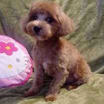 Мальтипу F - 1, в г.Франкфурт-на-Майне