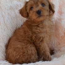 Мальтипу, в г.Felde