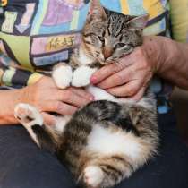 Круглые котятки-совятки, в Санкт-Петербурге