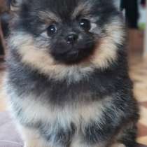 Померанский шпиц, в г.Бранденбург