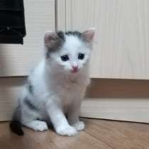 Котенок в добрые руки, в Чебоксарах