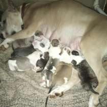 Ам стафф, в Кургане