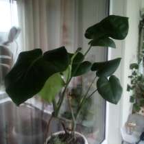 Растение монстера, в Комсомольске-на-Амуре