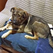 Самый добрый на свете, молодой пес Валька в добрые руки, в Москве