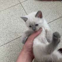 Британски котята, в Старом Осколе