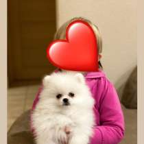 Продам мальчика шпица, в г.Швабах