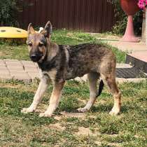 Чудесные щенки-подростки Кнопа и Найда в добрые руки, в Москве