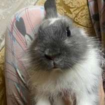 Кролик декоративный, в Чебоксарах