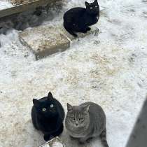 Очень красивые котята срочно ищут дом, в Москве