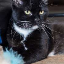 Кошечка Соня в дар в добрые руки!, в Москве