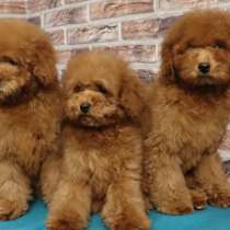 Poodle, в г.Вайтерштадт