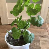 Комнатная герань, в Челябинске