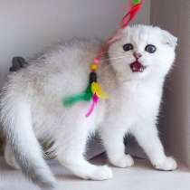 Шотландские котята!, в г.Бухарест