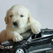 Золотистого ретривера щенки, в Перми