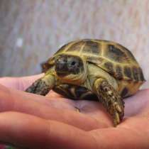Сухопутная черепаха, в Москве