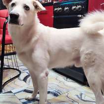 Великолепный Плюш, красивый домашний пес в добрые руки, в Москве