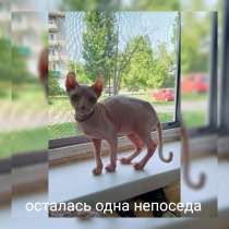 Подросток кошечка Эльф, в Владикавказе