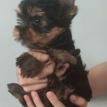 Йоркширский терьеры, в г.Анталия