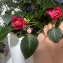 Продам укоренённый Бальзамин, в Ессентуках