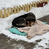 Нужна передержка или дом собаке с выбитым глазом! Sos!, в г.Минск