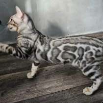 Бенгальские котята, в Москве