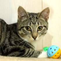 Серьёзный котёнок, в Санкт-Петербурге