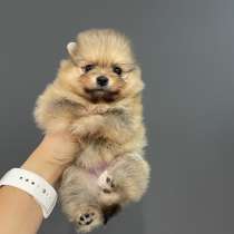 Щенок шпица, в г.Берлин