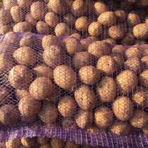 Купим картофель все сорта, в Брянске