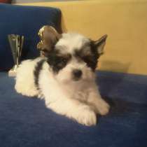 Biewer-Yorksihire terrer, в г.Вуле