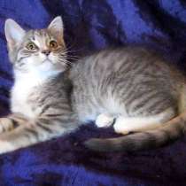 !!! I Мяу you !!!, в г.Усть-Каменогорск