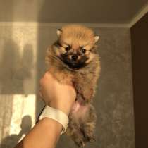 Щенок померанца, в г.Берлин