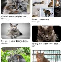 Eine Katze als Geschenk annehmen, в г.Дрезден
