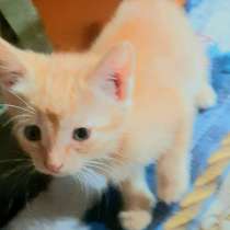 Отдам в добрые руки котика от кошки -крысоловки, в г.Экибастуз