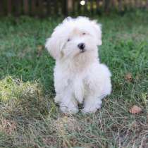 Мальтезе, в г.Мюнхен