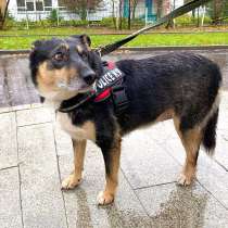 Замечательный компаньон для всей семьи, молодая собака Гера, в Москве
