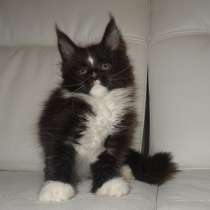 Шикарный малыш мейн кун Локи, в Москве