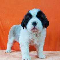 Сенбернара щенков предлагает племенной питомник, в Владивостоке