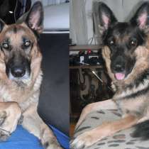 Снова щенки немецкой овчарки от Кая с Гердой, в Улан-Удэ