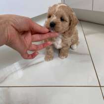 Мальтипу ищет новый дом!, в г.Тбилиси