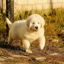 Щенки подгалянской овчарки, в Москве