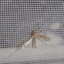 Москитные сетки; монтаж, изготовление, в Екатеринбурге