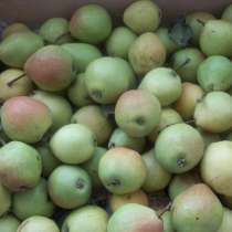 Садовая груша, в Кирове