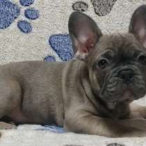 Французский бульдог. Blue fawn, в г.Дрезден