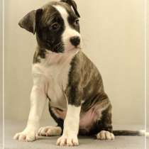 Щенки Стаффордширский терьер, в г.Киев