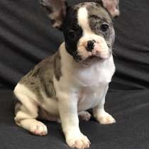 Французский бульдог. White dark merle, в г.Берлин