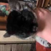 Продам шиншил, в г.Витебск