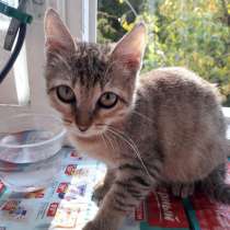 Мини-тигренок, крошка-котенок Лея в добрые руки, в Москве