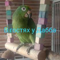 Жако и Амазоны птенцы от заводчика, в Владимире