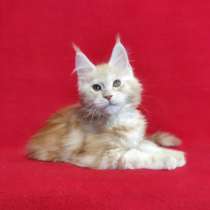 Кошечка мейн-кун из питомника, в Москве