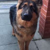 Выгул собак, в Мытищи